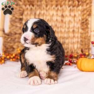 Ranger, Bernese Mountain Dog Puppy